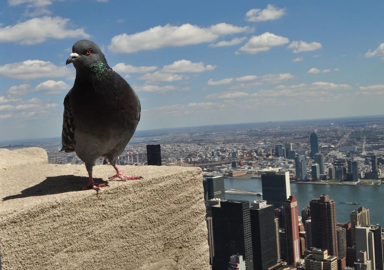 Птички в городе. Включи птичий город. Птицы в городе. Включи птичий город. Птицы в городе.
