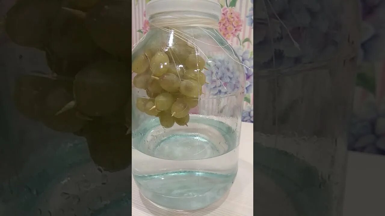Настойка висельник. Висельник на самогоне. Висельник на винограде. Висельник на винограде. Висельник из винограда на самогоне.