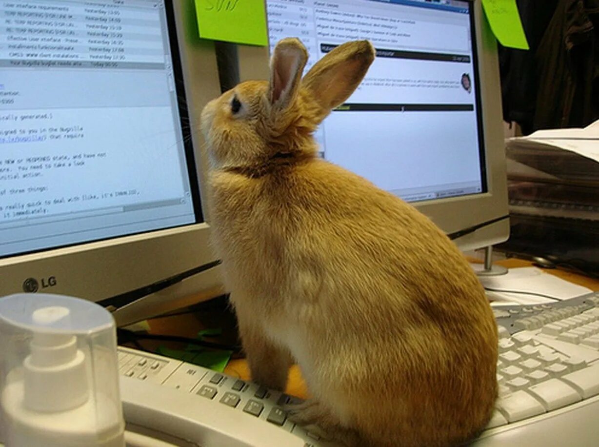 Зайка работаю работаю. Заяц за компьютером. Кролик за компьютером. Заяц на работе. Заяц в офисе.