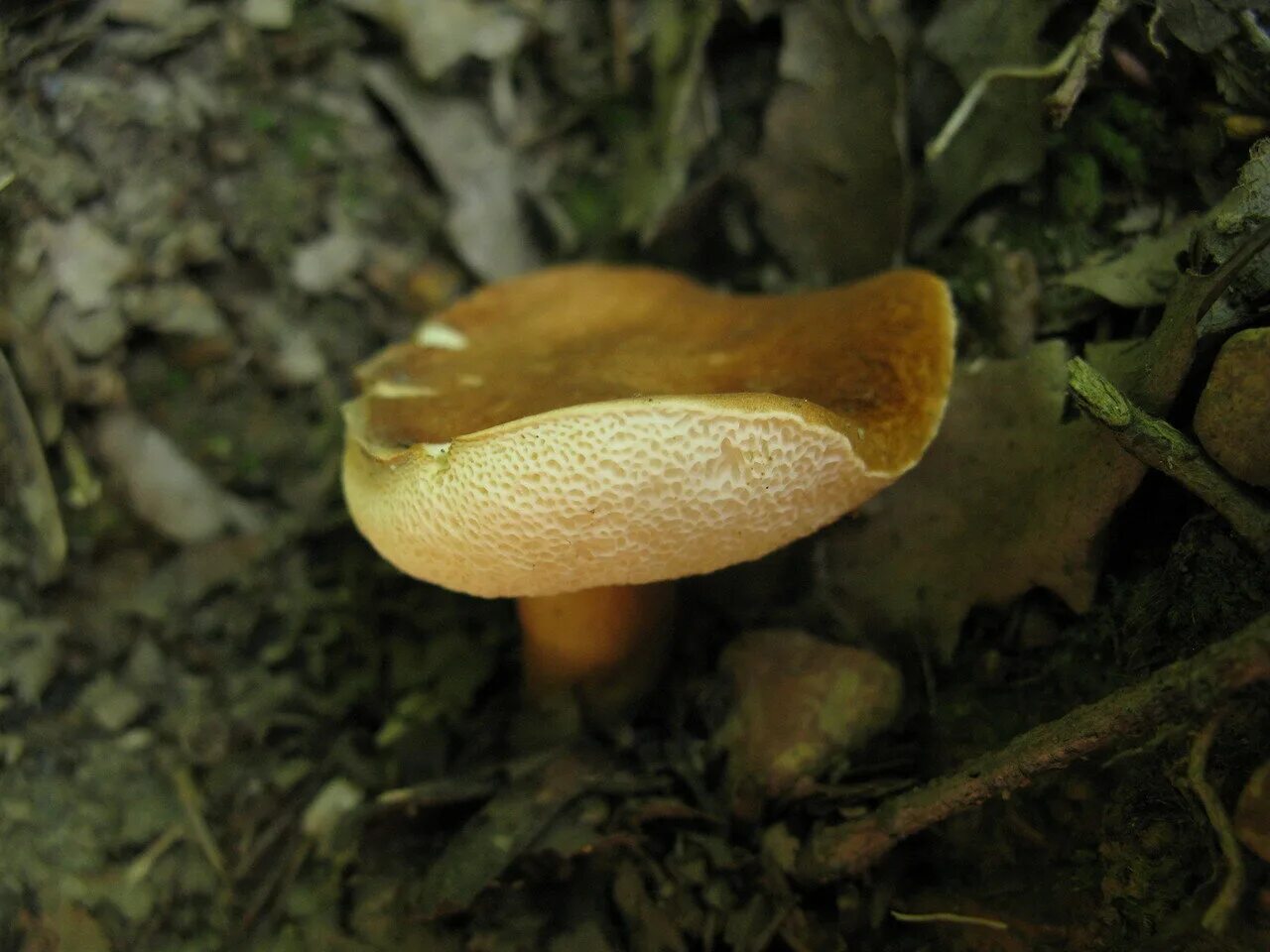 Гиропор каштановый. Несъедобные трубчатые грибы. Гриб каштановик. Cortinarius castaneus.