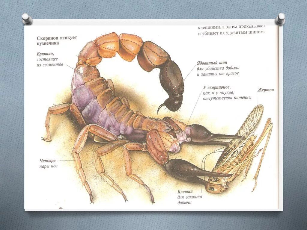 Строение скорпиона биология 7 класс. Скорпионы внутреннее строение тела. Внешнее строение скорпиона биология 7 класс. Внутренне строение скорпиона.
