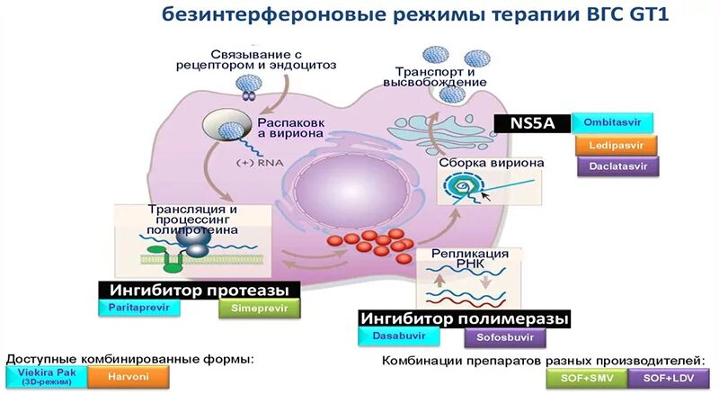 Лечения гепатита интерферонами. Безинтерфероновая терапия гепатита. Безинтерфероновая терапия гепатита с препараты. Безинтерфероновое лечение вирусного гепатита с. Механизм действия препаратов против вируса гепатита.