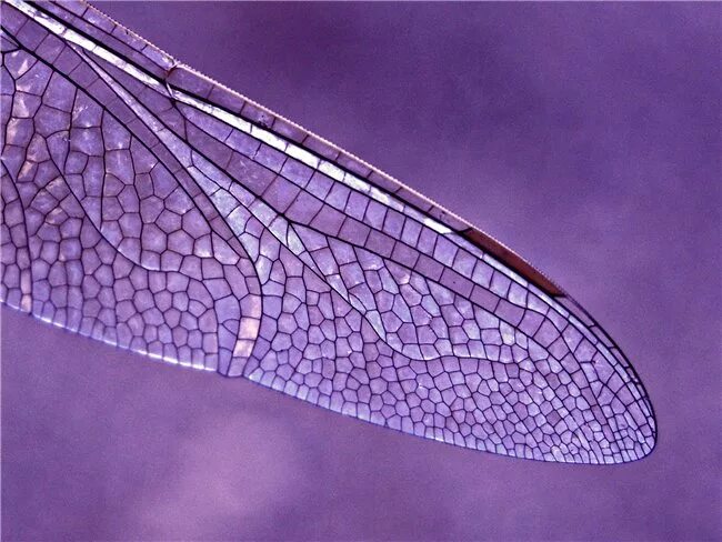 Оборудования для исследования строения крыла бабочки. Крылья Стрекозы. Крылья насекомых под микроскопом. Крыло Стрекозы под микроскопом. Крыло мухи под микроскопом.