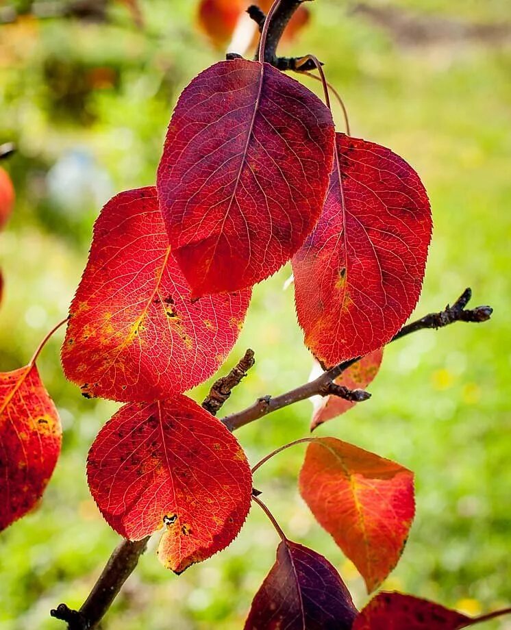 Почему краснеет дерево. Листья груши. Лист яблони. Листья осенью. Листья яблони осенью.