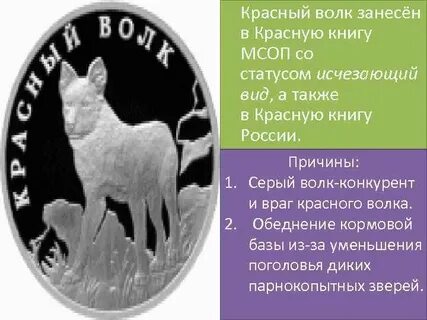 Занесен ли волк в красную книгу