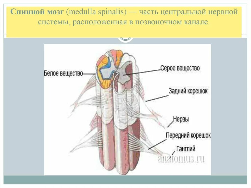 Положение спинного мозга и нервных узлов. Нервная система спинной мозг в позвоночном канале. Спинной мозг Medulla spinalis. В центральной части спинного мозга расположено. Промежуточные нервные узлы