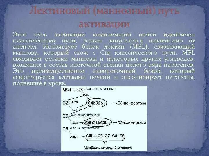 Лектиновый путь комплемента. Лектиновый путь активации комплемента иммунология. Активация системы комплемента по лектиновому пути. Конвертаза классического пути активации комплемента. Система комплемента иммунология лектиновый путь.