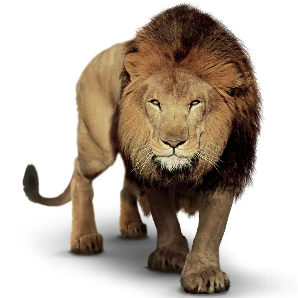 Фото льва на белом фоне Lion PNG Transparent Images PNG All