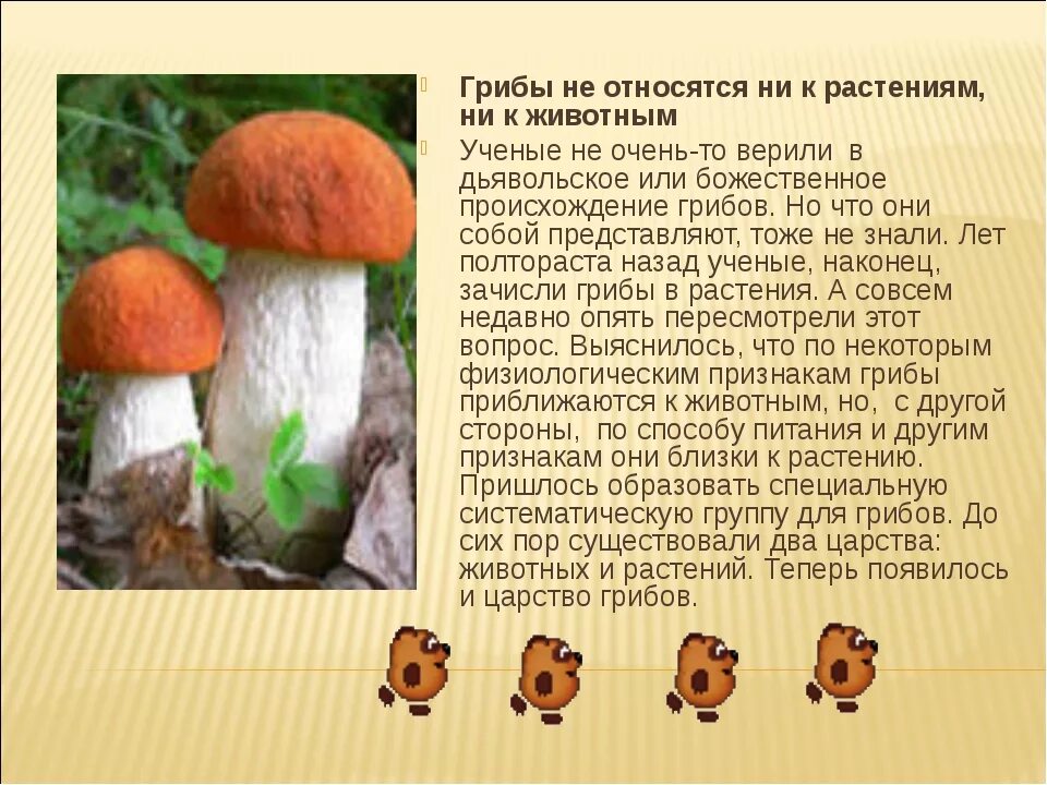 Доклад про грибы. Царство грибов. Сообщение о царстве грибов. Сообщение на тему грибы.