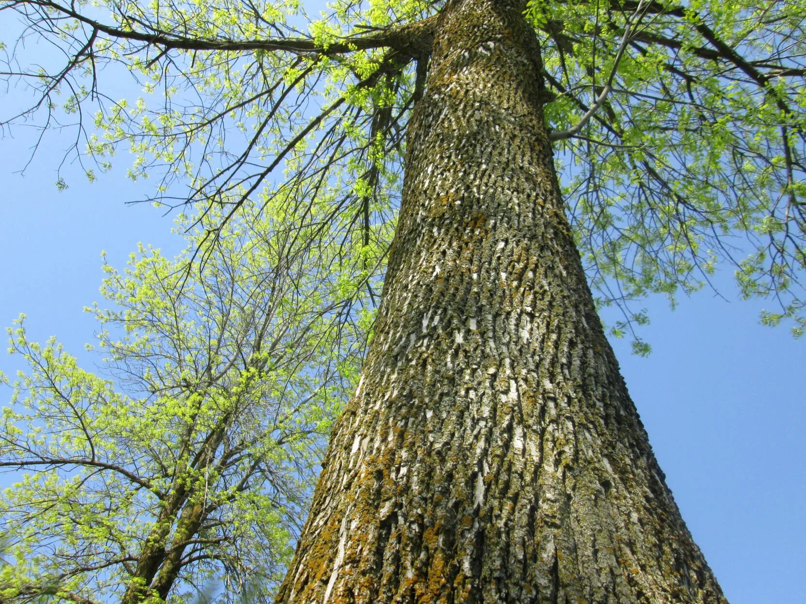 Ясень тула. Ясень пенсильванский саммит. Ясень пенсильванский и обыкновенный. Ясень обыкновенный ствол. Исполинский ясень.