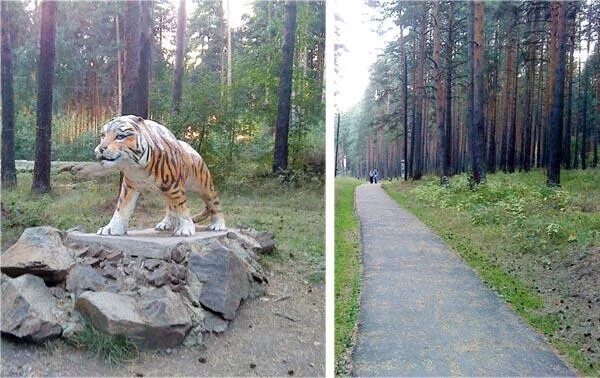 Парк тропа здоровья березовский. Тропа здоровья свердловская область. Тропа здоровья березовский на карте. Березовская тропа здоровья. Березовский лес воткинск тропа здоровья.