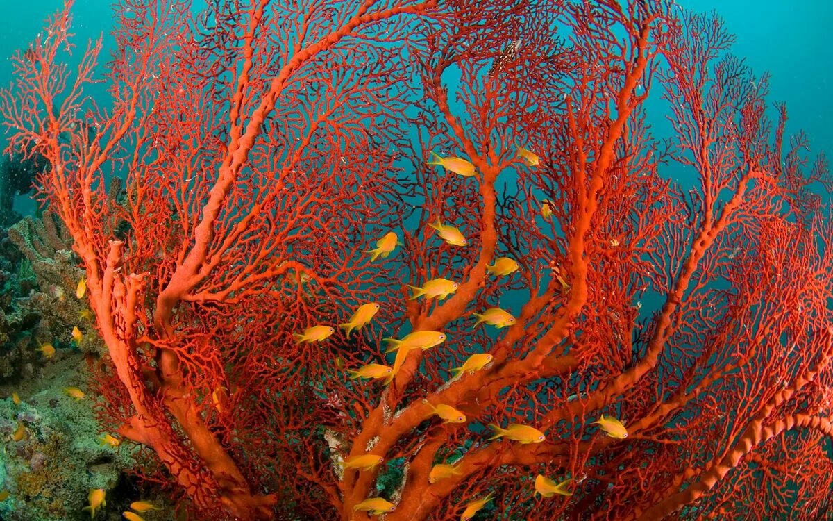 Почему водоросли назвали водорослями. Красный коралл красный Корал. Сетчатый Огненный коралл. Кораллина водоросль. Море риф Огненный коралл.
