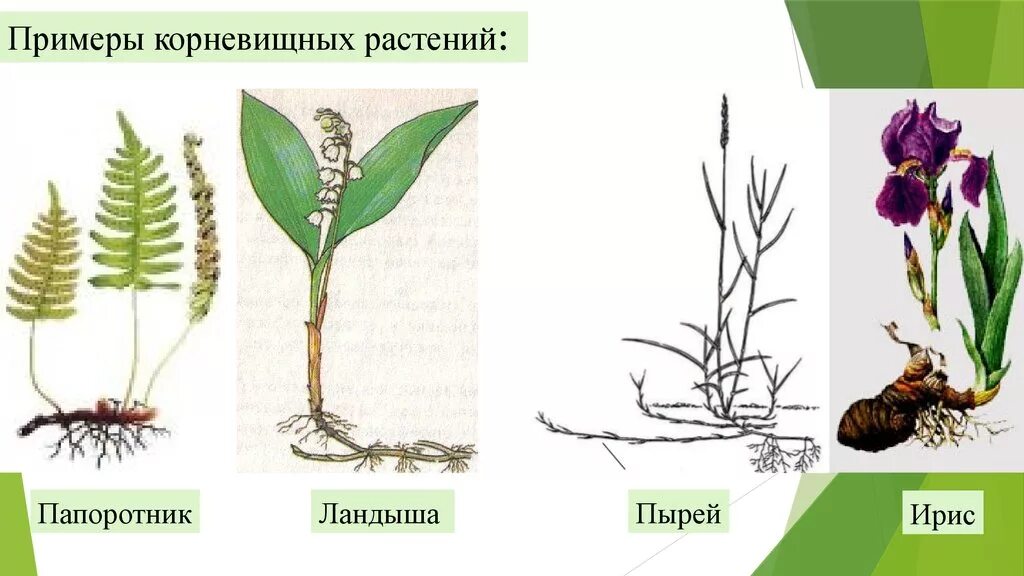 Корневая система ландыша. Цветы размножающиеся корневищами. Пырей видоизмененный побег. Корневище пырея это видоизмененный побег. Видоизменения побегов корневище ириса.