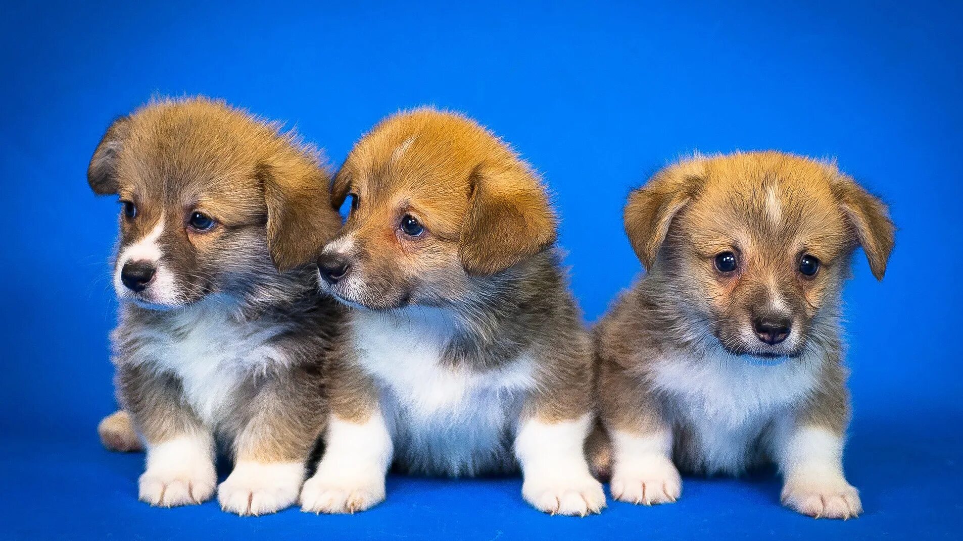 Pin by Brandy Barrow Hassmann on Adorable Animals Pomeranian dog, Boo puppy, Boo