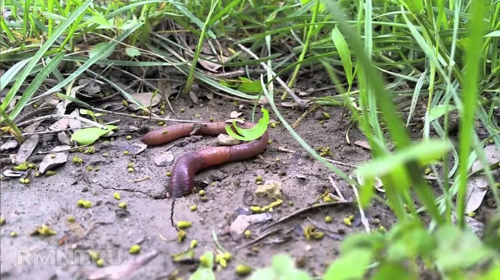 Животные поверхности почвы. Обыкновенный дождевой червь. Норники дождевые черви.