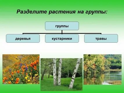 Самая примитивная группа растений