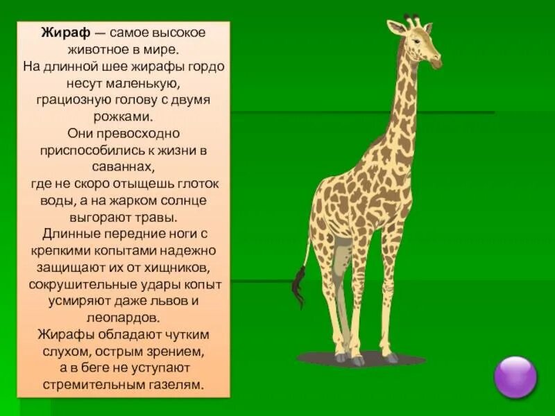 Животные копытные с длинной шеей. Ноги жирафа. Жираф для презентации. Почему у жирафа длинная шея. Зачем жирафу шея.