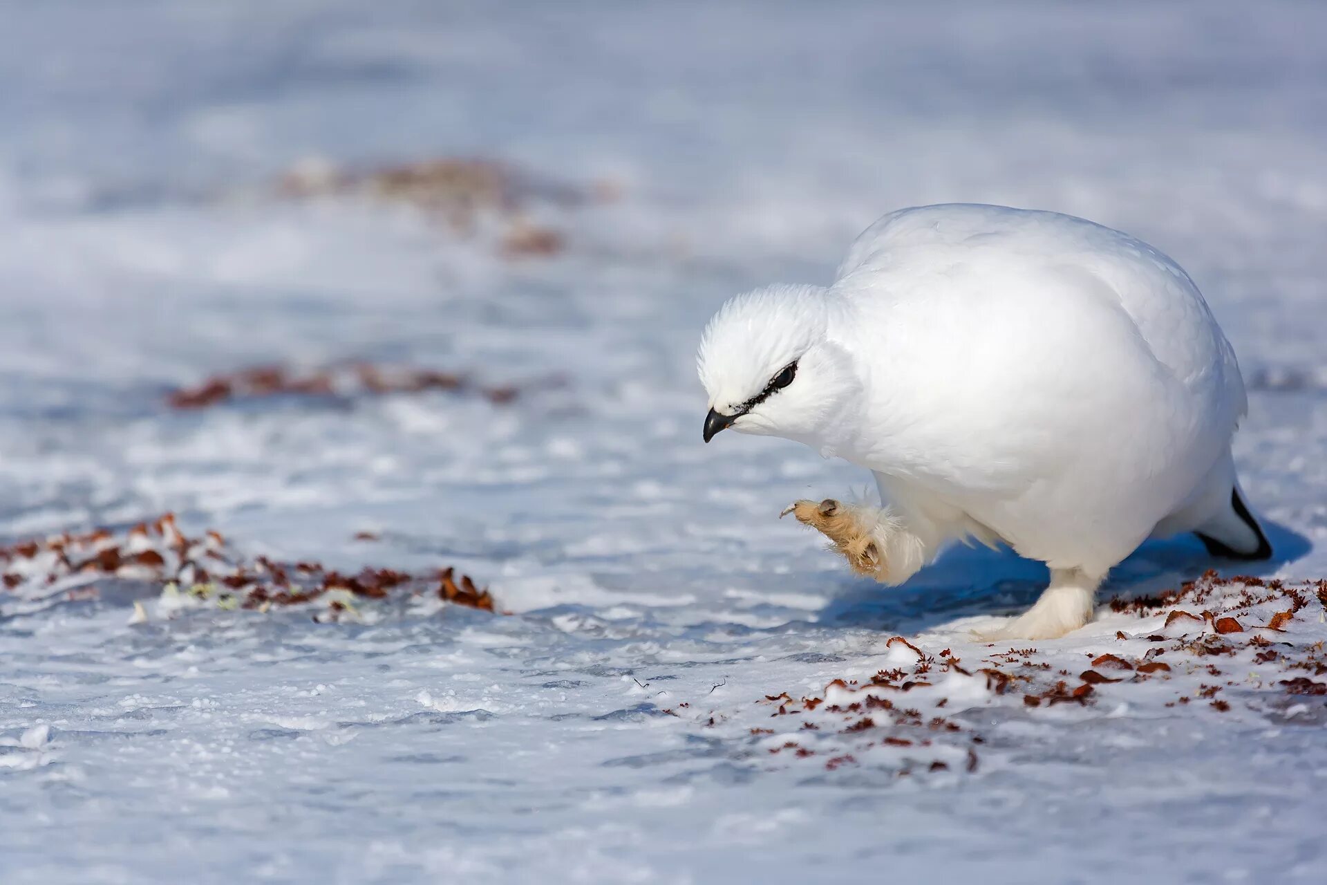 Птицы на севере весной. Белая куропатка в Арктике. Куропатка Арктика. Среднерусская белая куропатка. Птенцы белой куропатки.