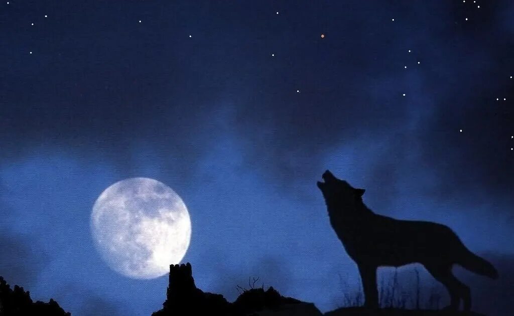 Волками воем на луну песня. Волк ночь Луна. Волк в ночи. Волк воет на луну. Лунные волки.