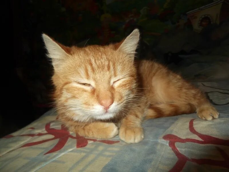 Кот вася серый. Котенок какой вася. Котенок лайк бася шлепа. Котенок бася. Котенок какой вася.