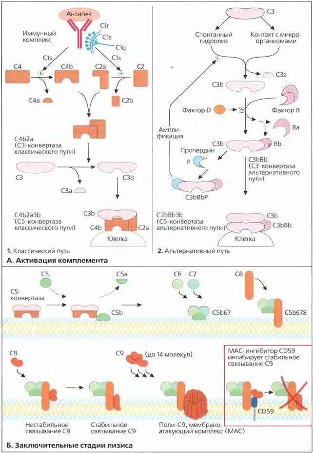 Комплемент как правильно. С3 конвертаза альтернативного пути активации комплемента. Пути активации системы комплемента иммунология. Активация системы комплемента 3 схемы. Альтернативный путь активации системы комплемента.