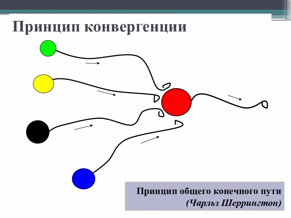 Принцип общего конечного пути Шеррингтона. Принцип конвергенции. Принцип конвергенции физиология. Принципы координации в ЦНС.