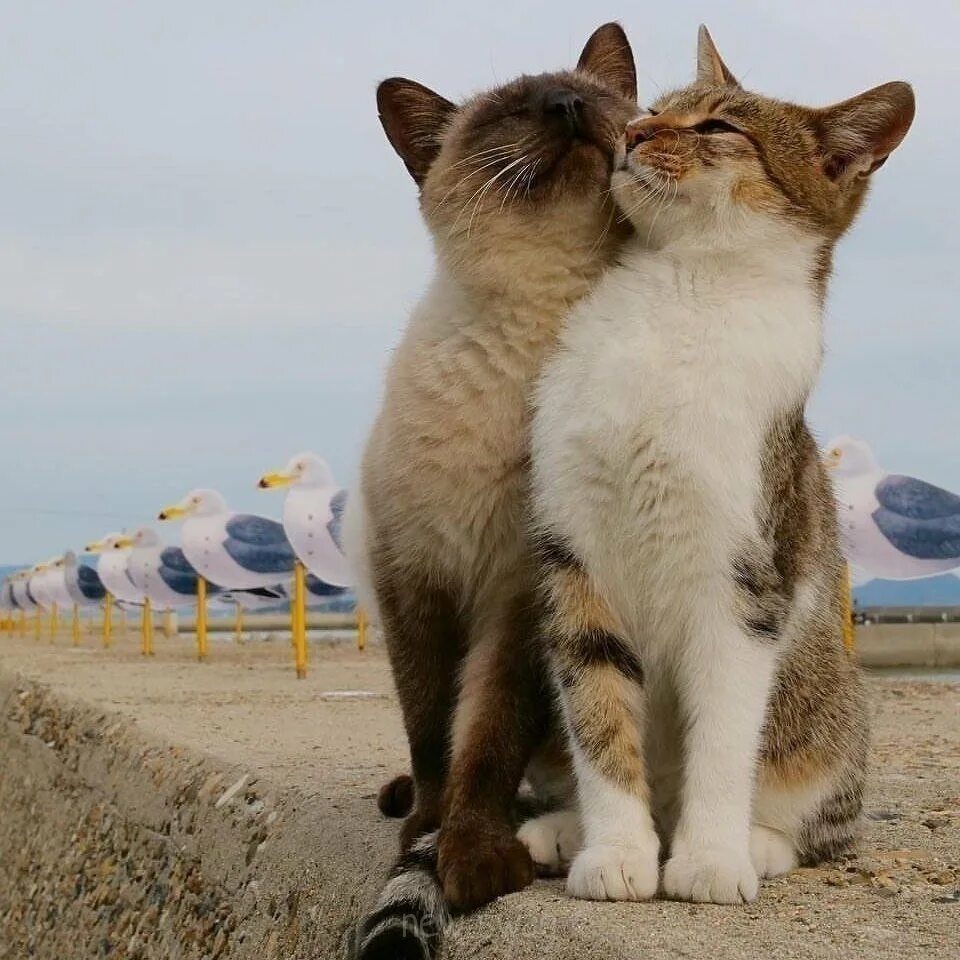 Кошечки любовь. Влюбленные кошки. Коты любовь. Влюбленный котик. Кот и кошка любовь.