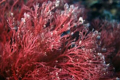 Зеленые водоросли сумчатые грибы красные водоросли