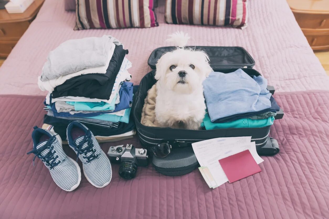 Pet travel. Путешествие с домашними животными. Собака с чемоданом. Путешествие с собакой. Животные с чемоданом.