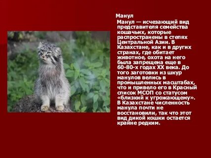 Описание манула