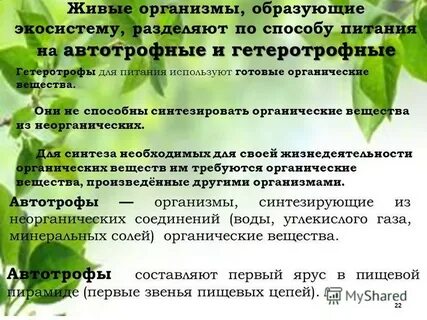 Автотрофной экосистемы