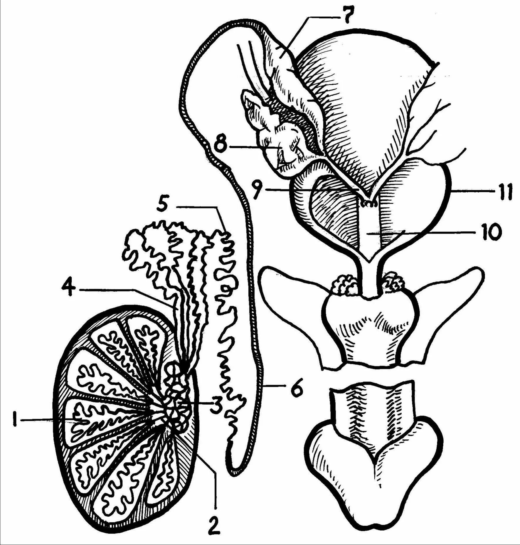 Схема семявыводящих путей. Пути выведения семени анатомия. Семенной проток. Пути выведения семени схема.