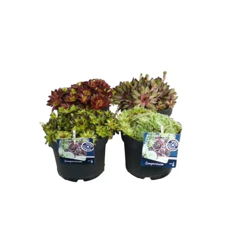 Микс 8. Sempervivum. РЗС микс 8. Колеос микс цветы. Кактусы в Леруа Мерлен каталог.