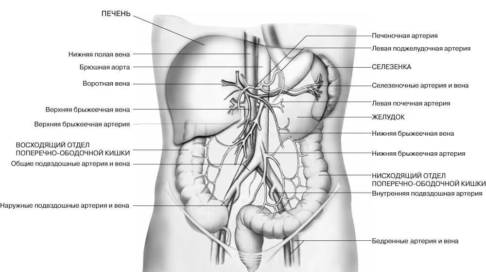 Нижняя полая вена печеночная вена. Схема органов брюшной полости. Схема органов брюшной полости человека женщины. Кровеносная система брюшной полости схема. Нижняя полая Вена нижняя брыжеечная Вена.