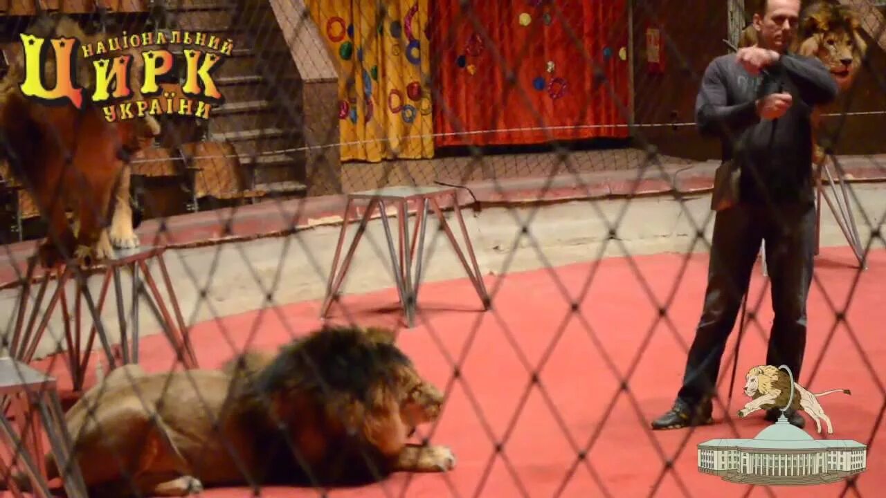There a funny dog at the circus