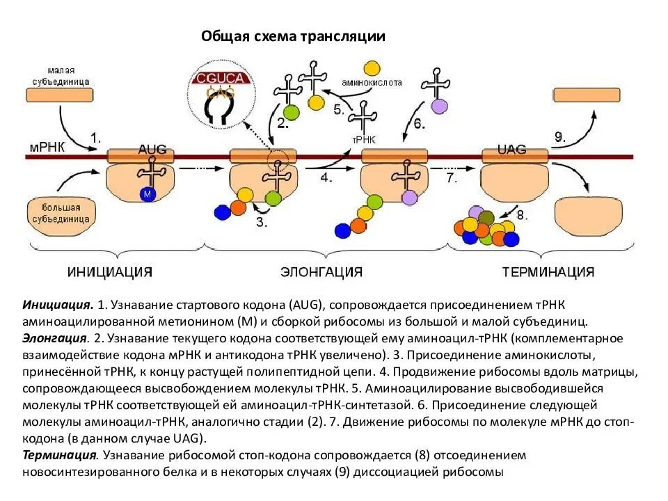 С какой структурой отвечающей за деление содержимого. Биосинтез белка трансляция инициация элонгация терминация. Цикл элонгации трансляции рибосомы. Инициация элонгация терминация схема. Этапы синтеза белка (инициация, элонгация, терминация) биохимия.