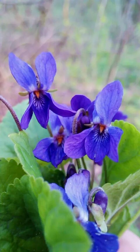 Фиалка нк аркадия. Фиалка 3. Sassy shirly фиалка. Сенполии. Фиалка синильга.