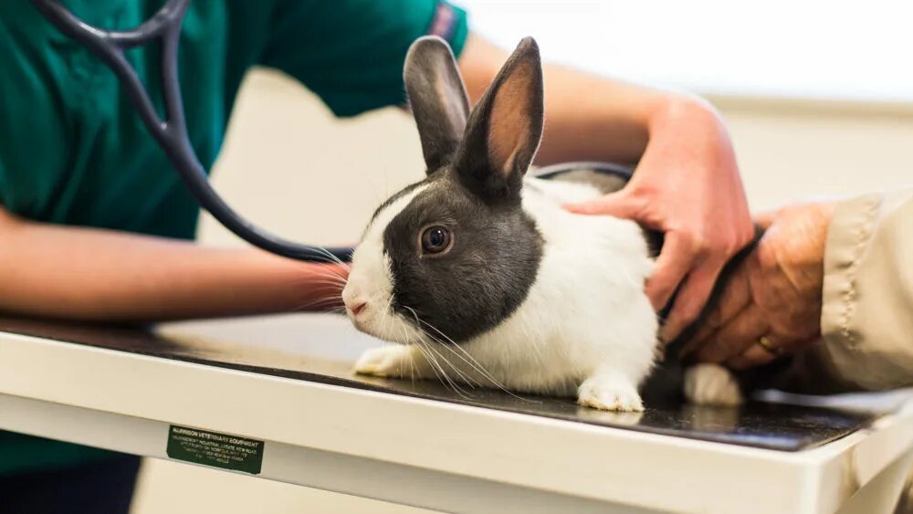 Ветеринар с кроликом. Лабораторные животные. Ветеринарная клиника кролик.