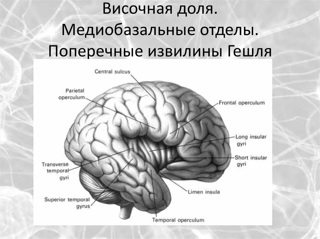 Медиобазальные отделы лобных долей. Базальный отдел височной доли мозга. Извилины лобной доли анатомия. Извилины долей мозга