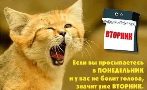 Доброго вторника с котиками