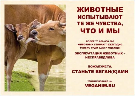 Как чувствуют животные