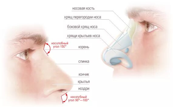 Болит переносица при нажатии насморка. Наружный нос строение хрящи. Анатомия наружного носа хрящи носа. Строение костей носа с хрящами. Строение крыла носа.