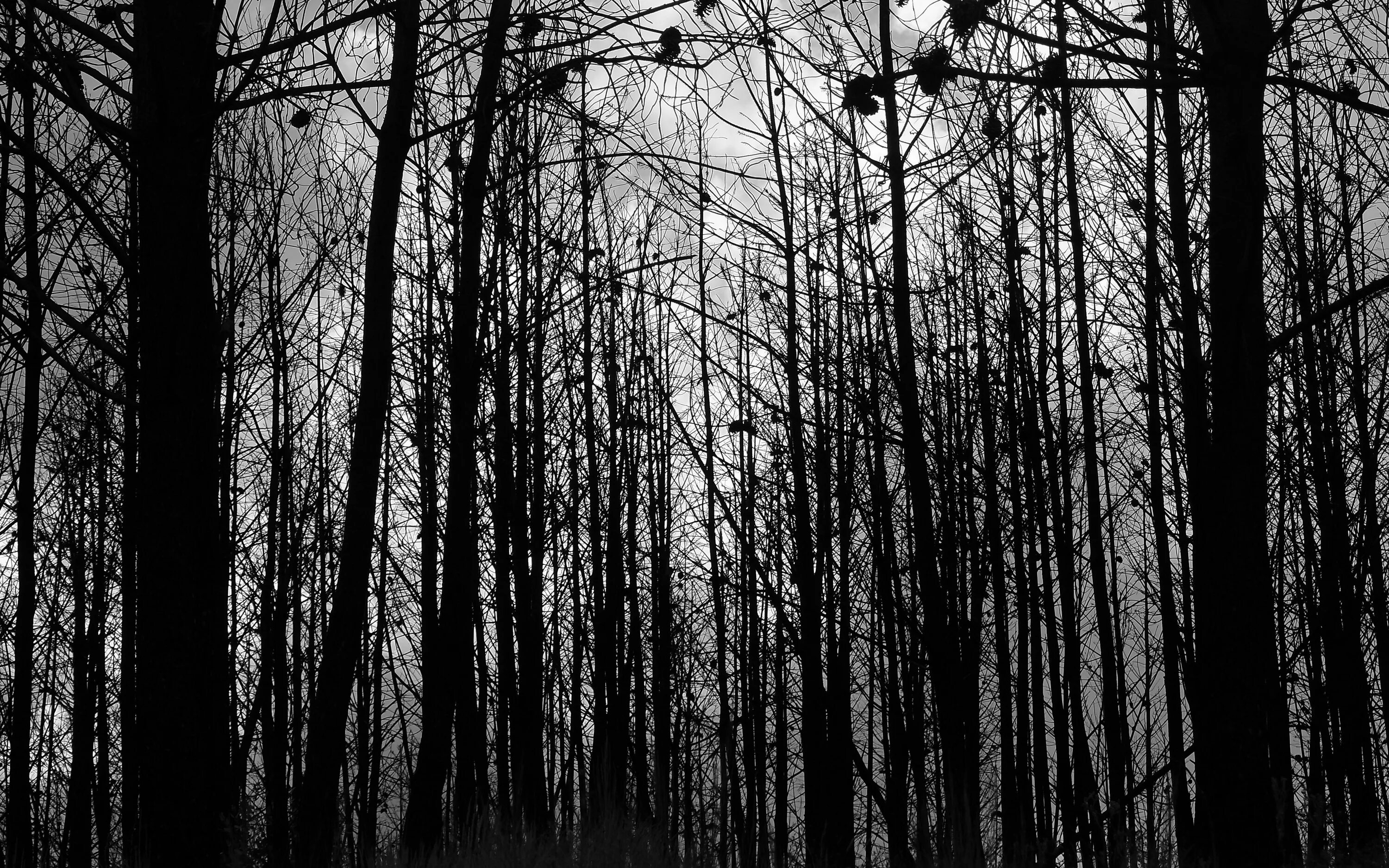 Самый черный лес. Темный лес. Темные силуэты деревьев. Черно белый лес. Черное дерево.
