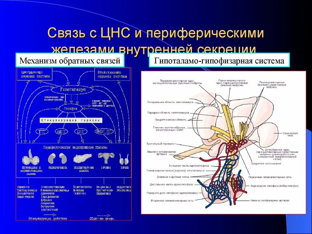 Гипоталамо-гипофизарная система: физиология, гормоны. Механизм гипоталамо-гипофизарной системы. Гипоталамо-гипофизарная система прямая и Обратная связь. Механизм обратной связи гипоталамо гипофизарной системы
