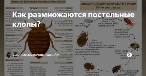 Как быстро размножаются клопы от момента попадания