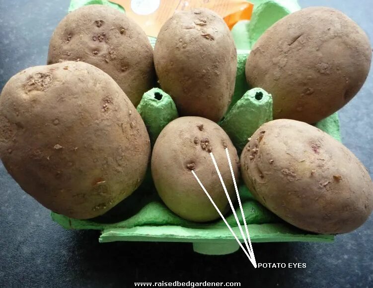 Глазки картофеля. Подготовка картофеля к посадке. Подготовка клубней картофеля к посадке. Картошка с глазками.