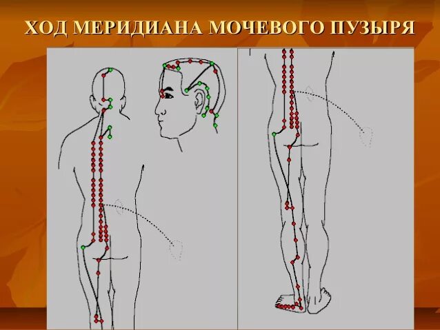 Версия 3.5 точка. Точечный массаж Меридиан мочевого пузыря. Меридиан мочевого пузыря и почек точки расположения. Меридианы мочевого пузыря точки меридианы. Точка меридиана мочевого пузыря 1.