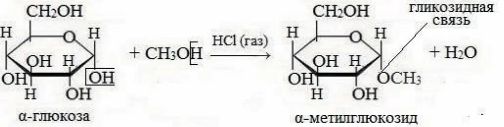 Ch3oh hcl. Глюкозы с образованием гликозидного гидроксила. Д Глюкоза и ch3oh. Взаимодействие циклической Глюкозы с карбоновыми кислотами.