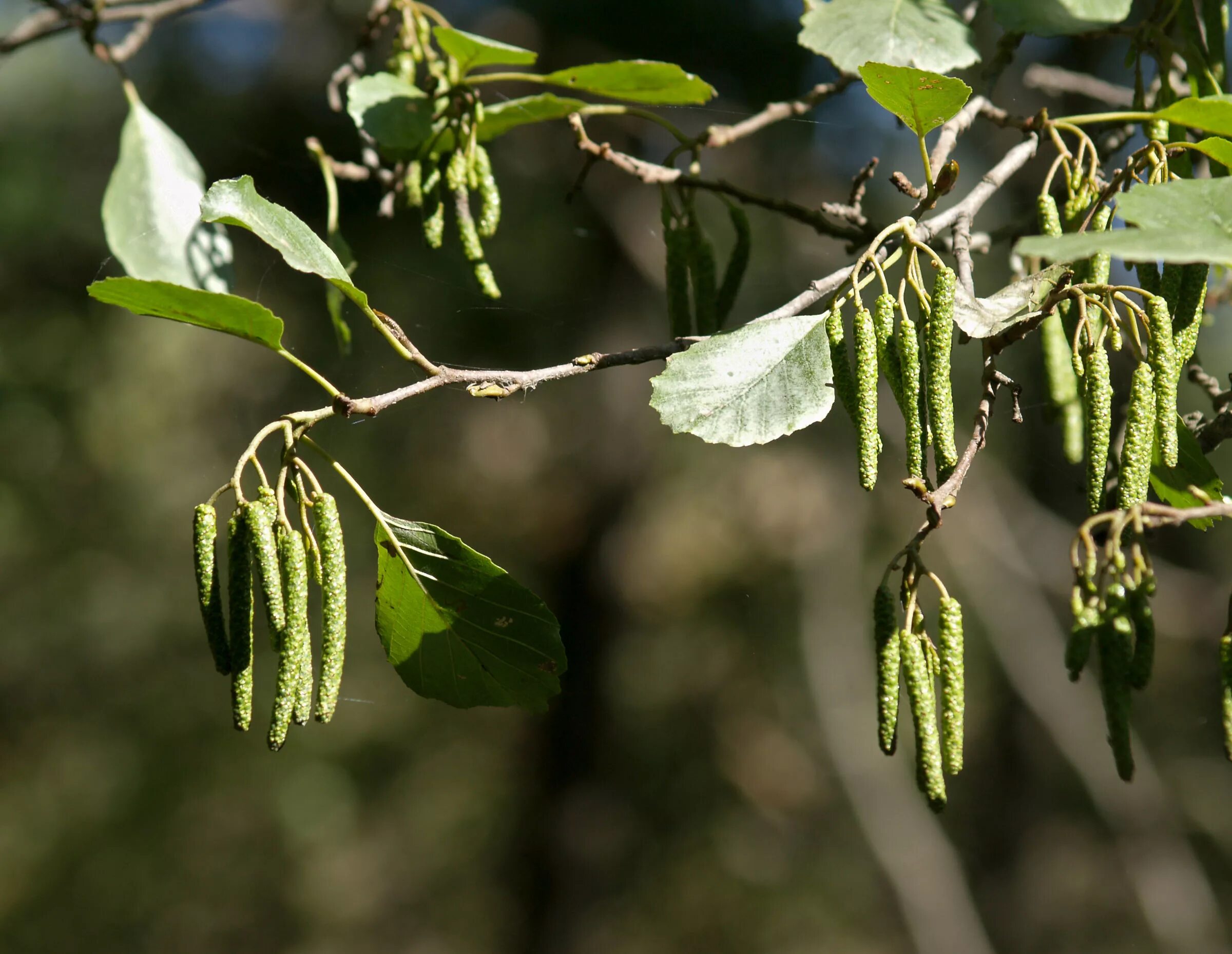 Деревья средней полосы фото. Ольха вислоплодная. Ольха пушистая (Alnus hirsuta). Ольха дерево ольховые сережки. Дерево ольха ольха с сережками.