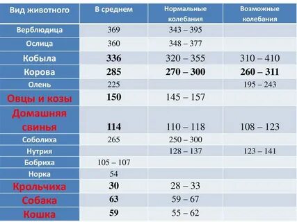 Сколько у коровы длятся схватки